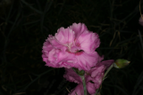 Dianthus 'Rose de Mai' RCP5-2012 101.JPG